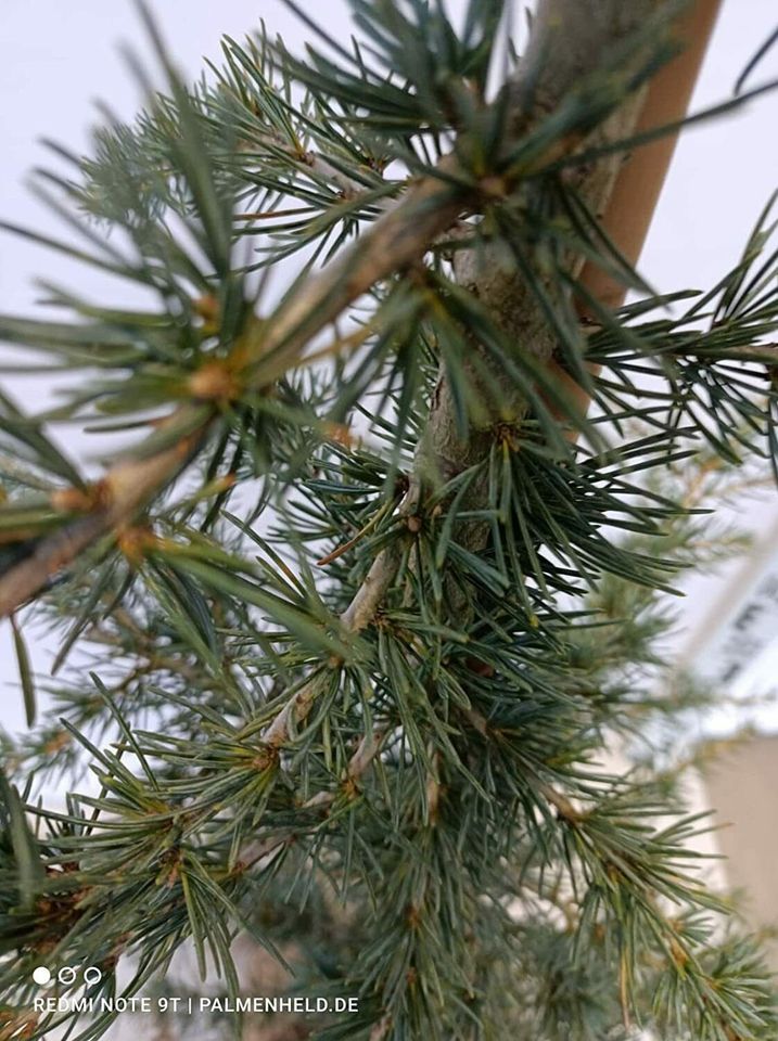 Blaue Himalaya-Zeder Cedrus deodara Karl Fuchs 180-220cm in Nordkirchen