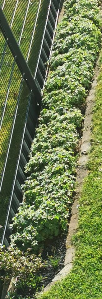 Balkan Storchenschnabel winterhart Gartenpflanzen Beetpflanzen in Triftern