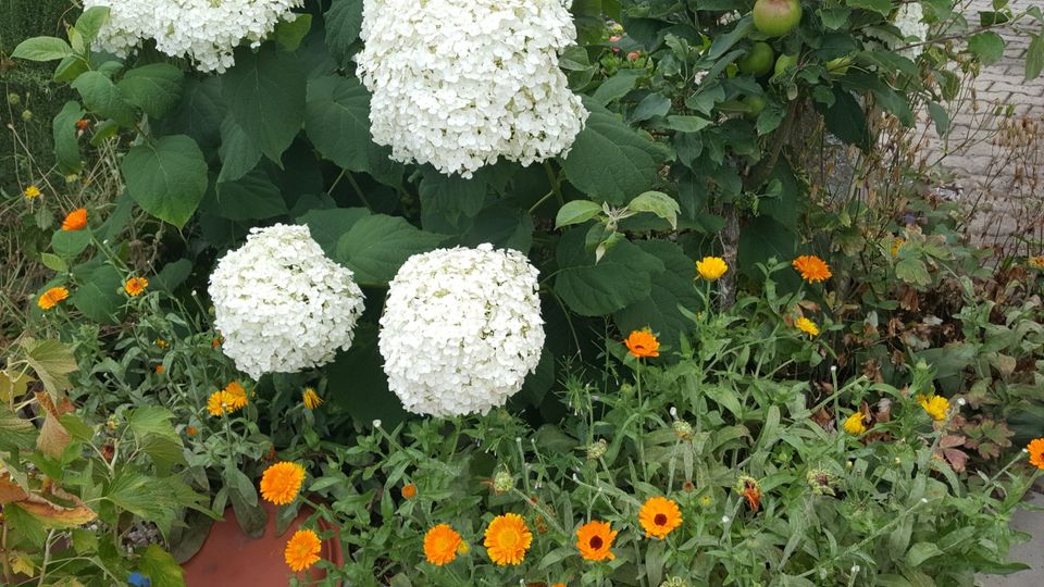 'Hortensie -Incredible- Riesen Groß' in Crimmitschau