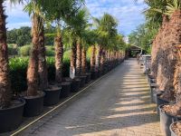 Trachycarpus fortunei / winterharte Palmen / Hanfpalme Nordrhein-Westfalen - Schermbeck Vorschau