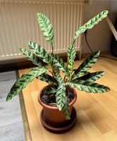 Calathea Pflanze Niedersachsen - Großenkneten Vorschau