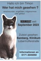 Siam Kater>gesucht<>Vermisst< Bayern - Bamberg Vorschau