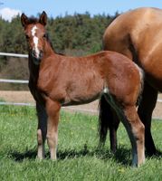 ❤️Äusserst typvolles Quarter Horse Stutfohlen - Fohlen - QH 2024 Bayern - Vorbach Vorschau