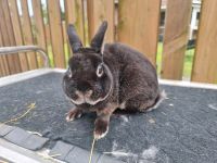 Zwergkaninchen Kaninchen Hase geimpft RHD 1+2 Niedersachsen - Meppen Vorschau