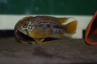 Apistogramma Ortegai Hessen - Langen (Hessen) Vorschau