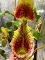 Nepenthes Lowii x Veitchii von CK / Kannenpflanze / XL Steckling Nordrhein-Westfalen - Gütersloh Vorschau