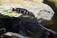 Tanganjika-Buntbarsch Julidochromis transscriptus Sachsen-Anhalt - Aschersleben Vorschau