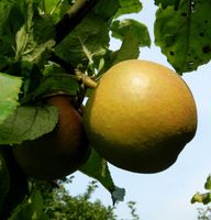 Apfelbaum Goldboskoop 60-80cm - guter Winterapfel Niedersachsen - Bad Zwischenahn Vorschau