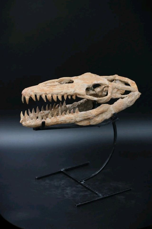 Mosasaurier Schädel Dienosaurier Deko Kunst Fossil in Nürtingen