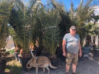 Phoenix canariensis, Kanarische Dattelpalme Sachsen-Anhalt - Weißenfels Vorschau