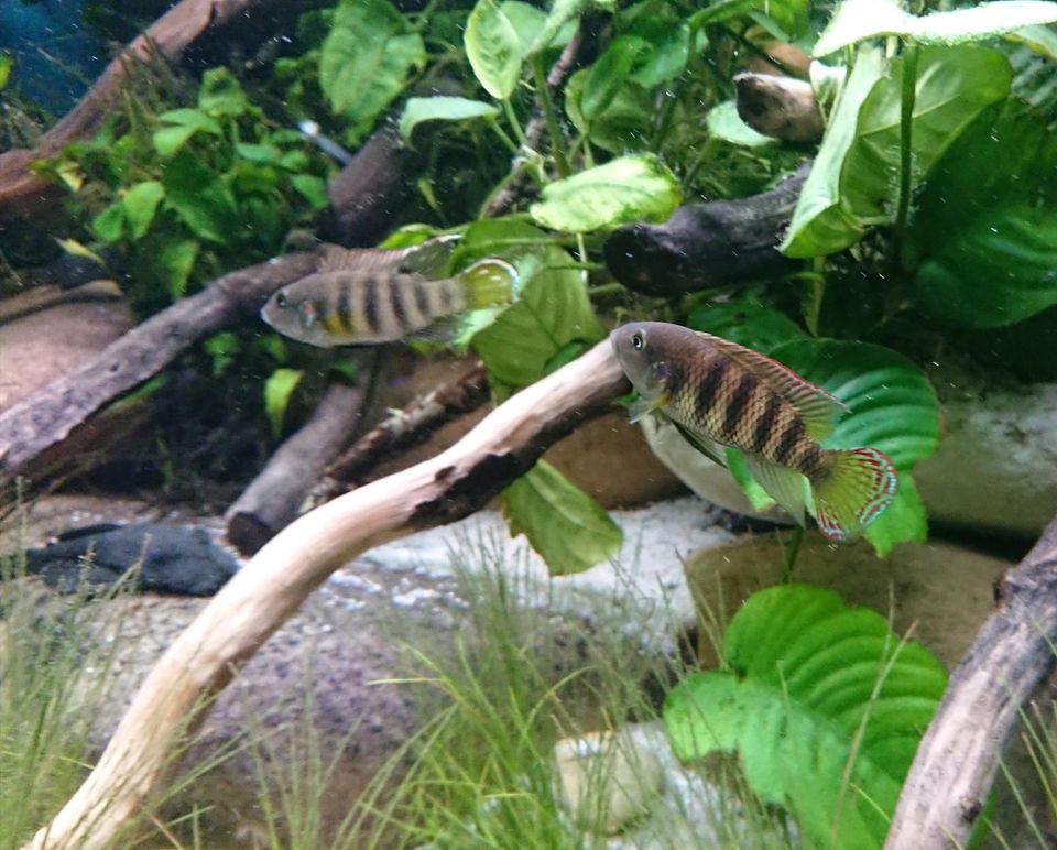 Benitochromis batesii "Oto Akok" Zuchtpaar Maulbrüter Westafrika in Neustadt an der Weinstraße