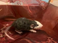 Ratten Jungtiere (Blau,Siam,Velveteen) 8 Wochen/ Auffangstelle Nordrhein-Westfalen - Hennef (Sieg) Vorschau