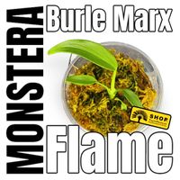 Monstera Burle Marx Flame Jungpflanze inkl. Versand Pankow - Weissensee Vorschau