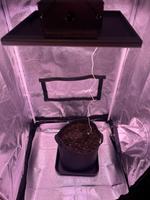 Growbox Komplettset 60x60 alles inklusive Hessen - Biebergemünd Vorschau