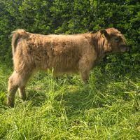 Bulle Kuh Kalb zu verkaufen Sachsen-Anhalt - Ziegelroda Vorschau