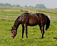 Stute Jährling, Halbtrakehner Niedersachsen - Jemgum Vorschau