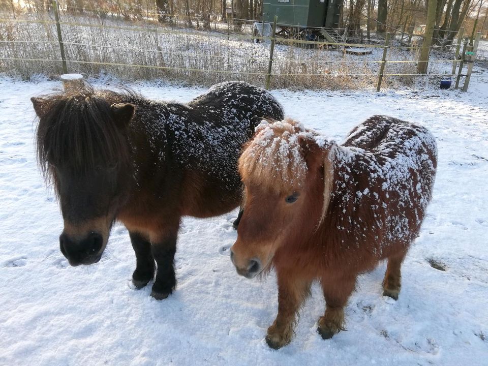 Pacht für private Ponyhaltung in Hamburg