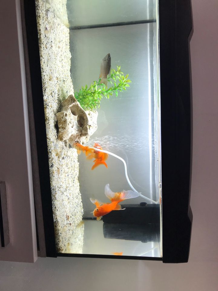 Aquarium mit Fische in Essen