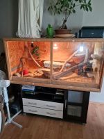 Terrarium Bartagame Nordrhein-Westfalen - Burscheid Vorschau