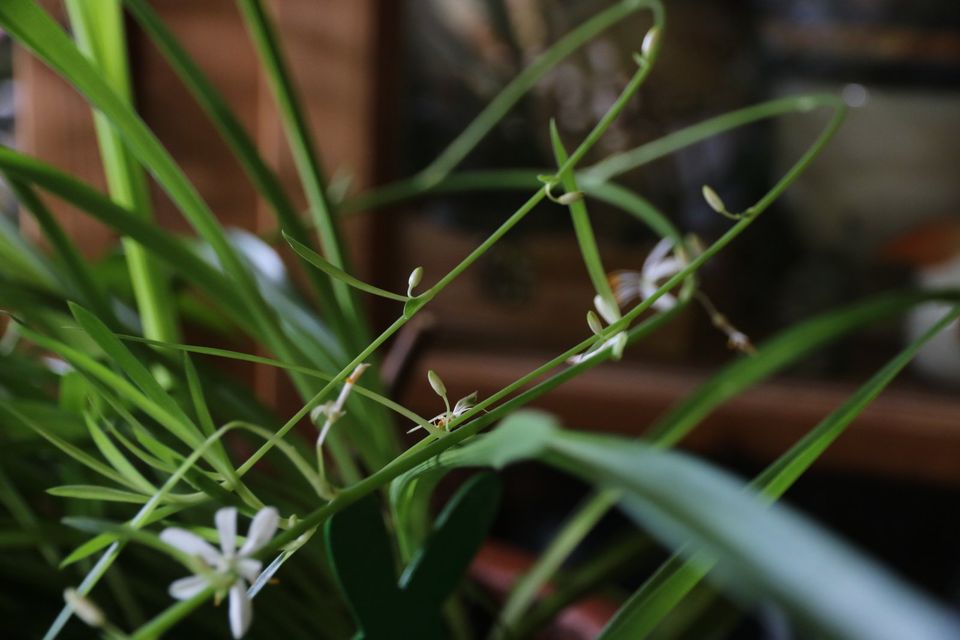 Grünlilie Chlorophytum comosum Super Raumfilter Maxi-Pflanze in Uffing