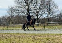 Huni - großrahmiger Hengst der Extraklasse Sportpferd Islandpferd Niedersachsen - Scharnebeck Vorschau