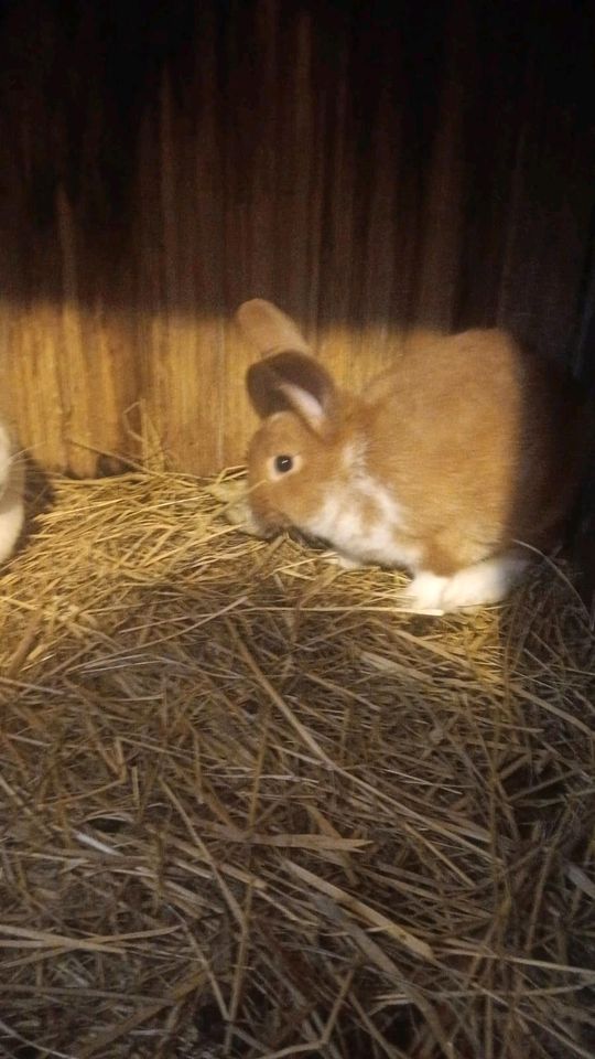 Biete hier 2 Jung Rammler an ( Roter Neuseeländer Mix) in Bützow