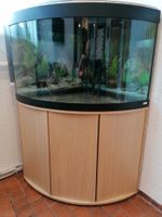 Aquarium  Venezia Aquarienset, 190 l, Buche Bayern - Uffenheim Vorschau