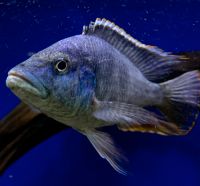 Nimbochromis Livingstonii Räuber Malawisee Nordrhein-Westfalen - Dorsten Vorschau