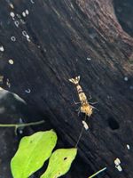 Bienengarnelen Caridina Mix Bayern - Geretsried Vorschau