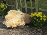 Schafwolle - per Post gegen Schnecken Schleswig-Holstein - Horst (Holstein) Vorschau