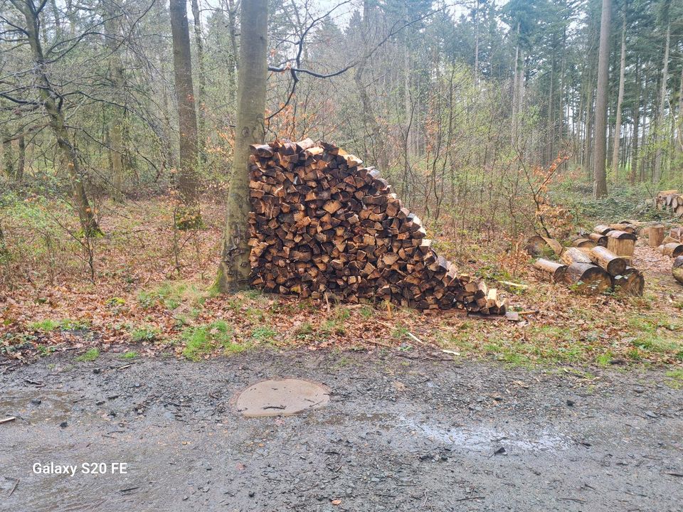 Brennholz vorgetrocknet Fichte 50cm - rm in Solms