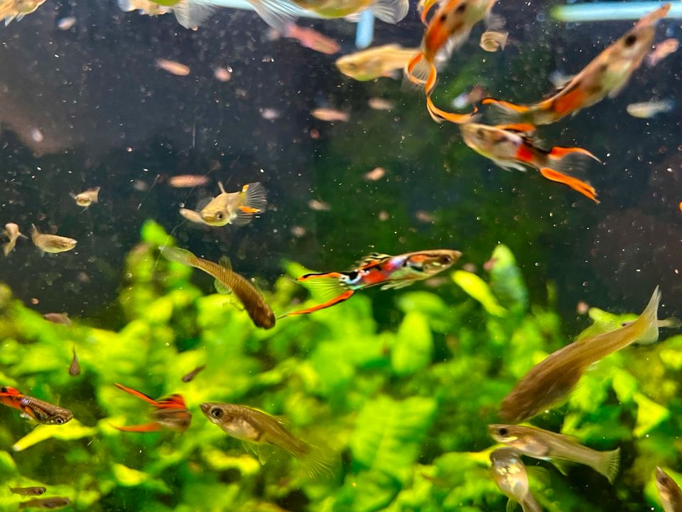 Guppys Jungtiere m/w  12 Stück 5 Euro in Essen