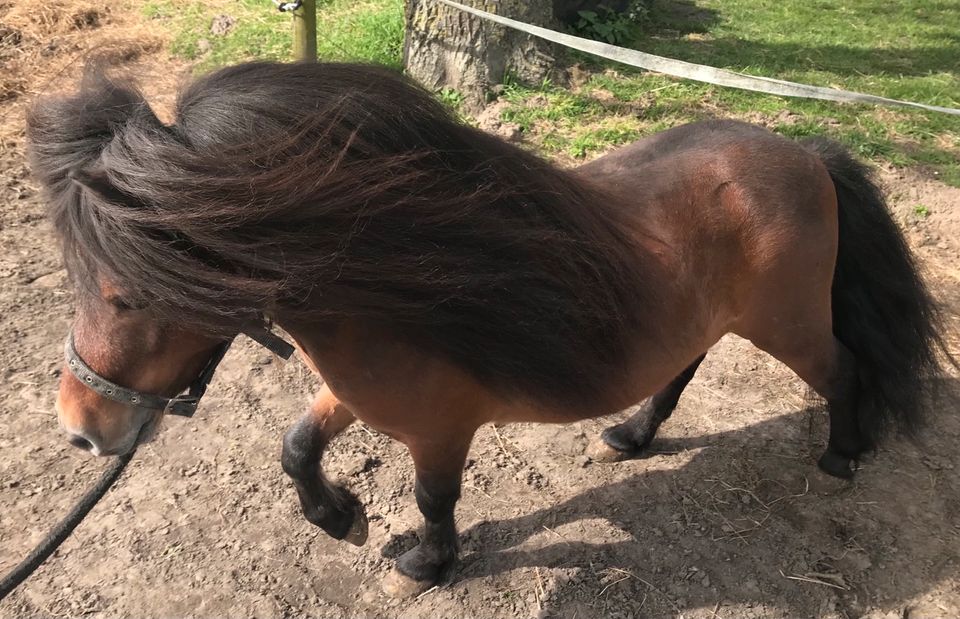 Mini Pony Shetlandpony Gespann in Telgte