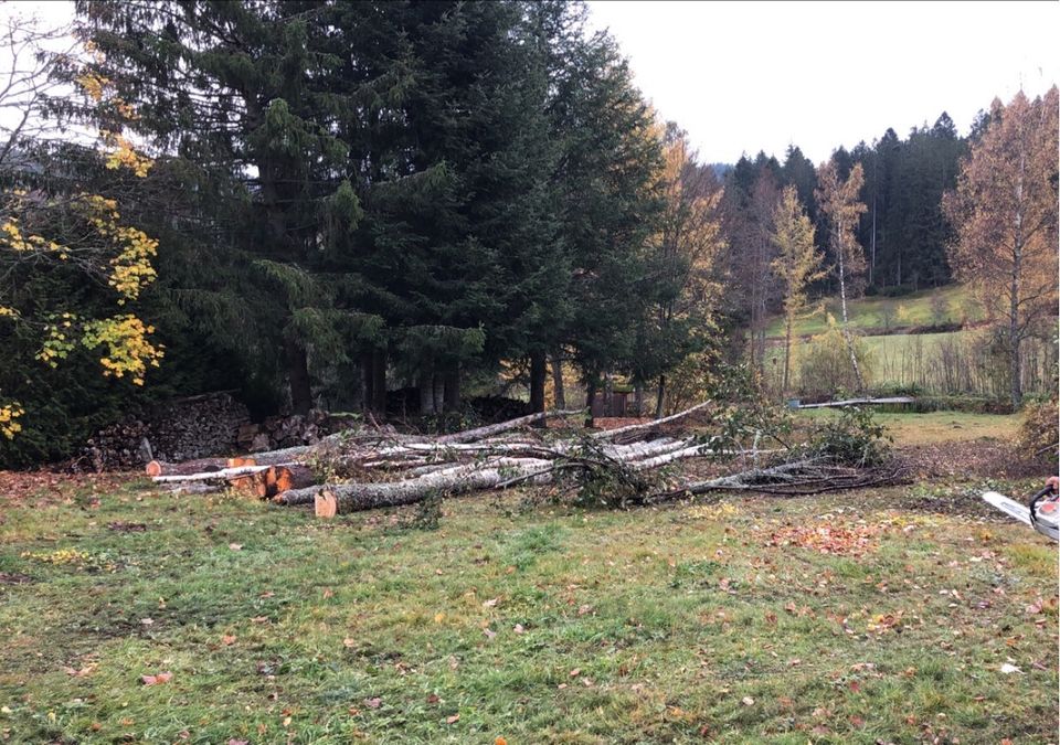 Problem - Baumfällung, Spezial - Baumfällung in Lenzkirch