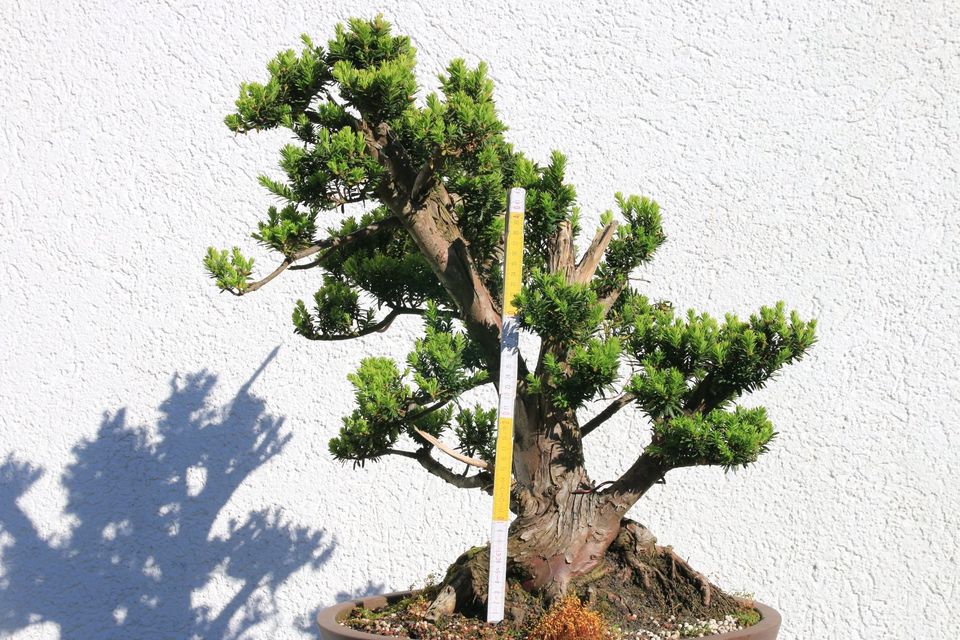 Bonsai Eibe Taxus Prebonsai Yamadori in Flensburg