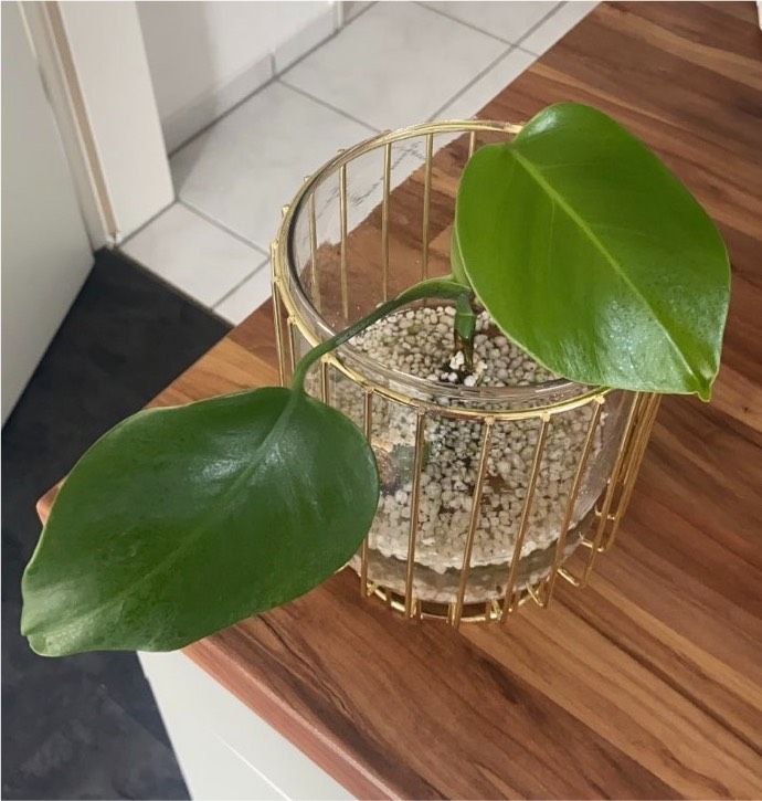 Ableger Monstera in Stockach