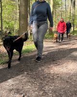 Hundetraining Social Walk Freitags von 18:30-19:30 Uhr Schleswig-Holstein - Bargfeld-Stegen Vorschau