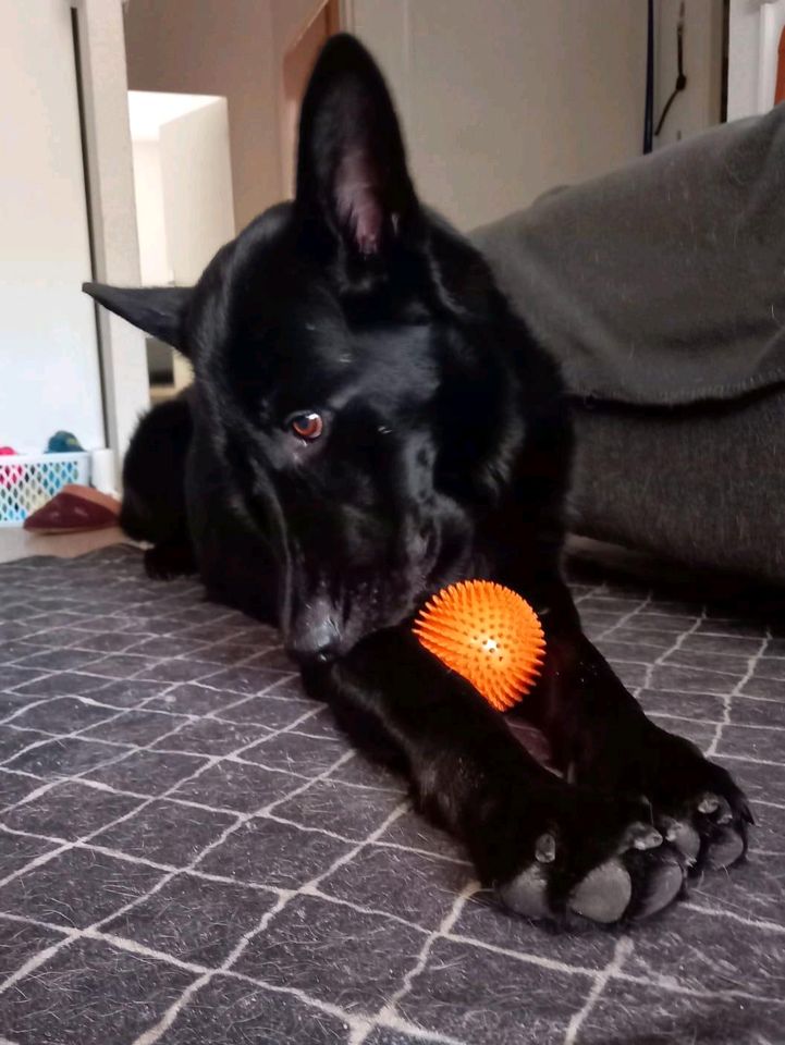 Schäferhund, Rüde, schwarz, VH, Hund❤️ Black ❤️ in Brandenburg an der Havel