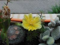 Opuntia humifusa   "Pfingst-Kaktus" Sachsen - Coswig Vorschau