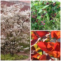 Amelanchier lamarckii -Felsenbirne- Herbstfärbung- 125-150cm Niedersachsen - Glandorf Vorschau