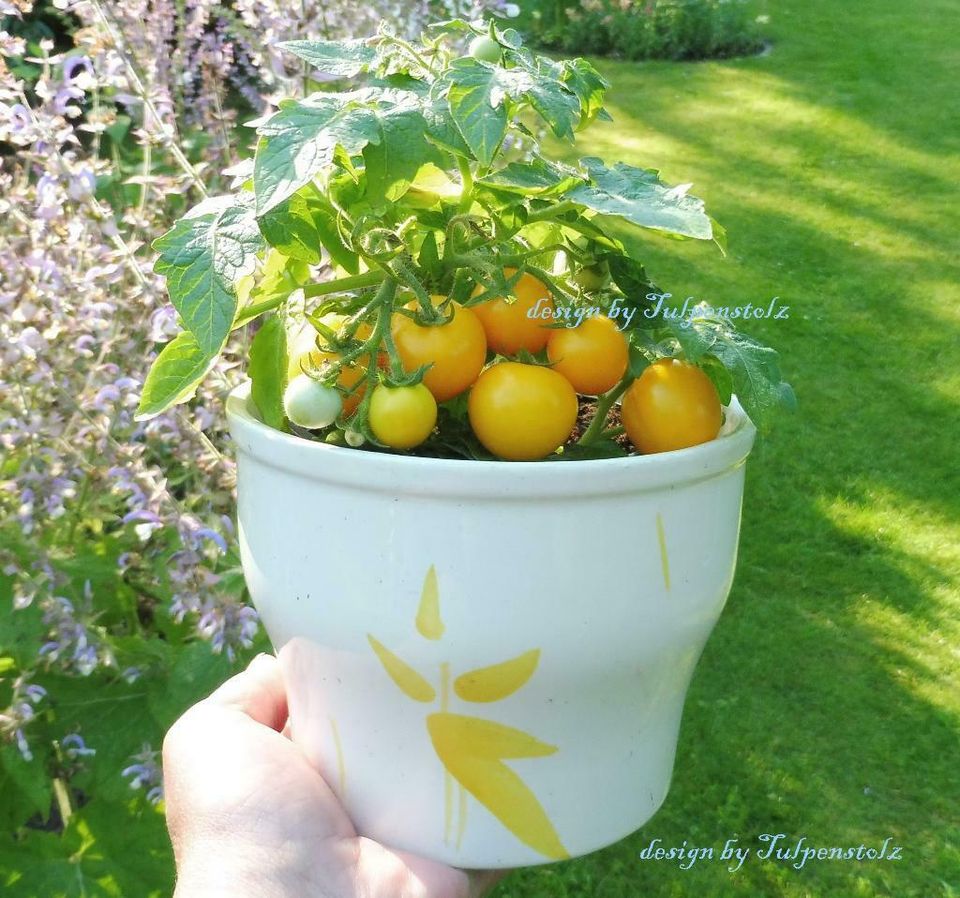 ♥ BONSAI Tomate Micro Tom gelb Samen Alte Sorte Balkon,Garten,rar in Hamburg