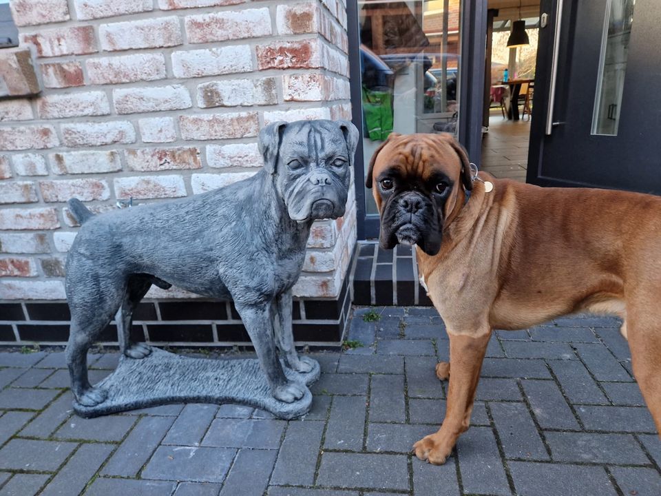 Boxer Lebensgroß 120kg 75cm Hund Steinguss Rüde Welpe Steinfigur in Düsseldorf