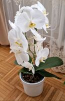 Orchideen Weiß Kiel - Mettenhof Vorschau
