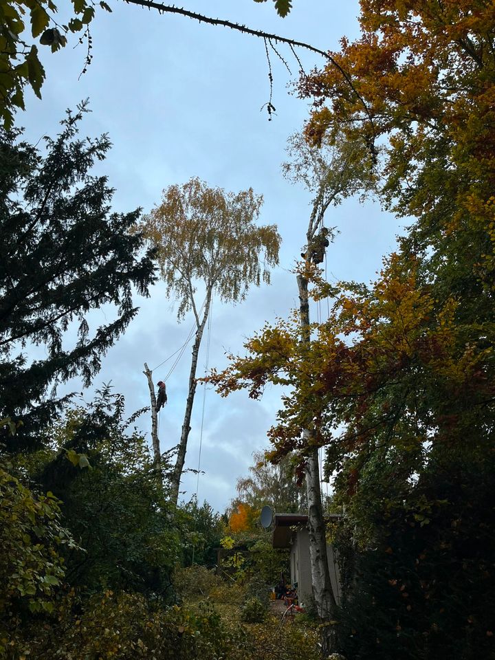 Fachgerechte Baumpflege, Baumfällungen, Baumkontrolle in Greifswald