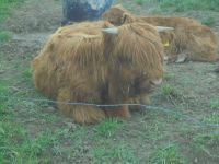 Highland Cattle , Absetzer Nordrhein-Westfalen - Neunkirchen-Seelscheid Vorschau