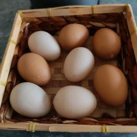 8 Eier Kunststoff Ostern Osterdeko Neu Niedersachsen - Lüneburg Vorschau