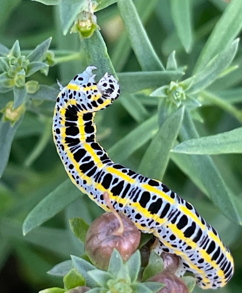 30 Samen Echtes Leinkraut - Schmetterling, Insekten, Bienen in Baldham