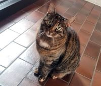 Katze Mautze wird vermisst.     Nottuln - Grüner Weg Nordrhein-Westfalen - Nottuln Vorschau