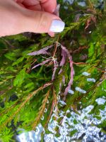 Hygrophila Pinnatifida | Aquarium Pflanzen | in vitro | Ableger Nordrhein-Westfalen - Lippstadt Vorschau