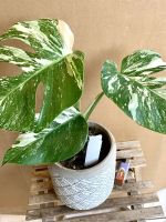 Monstera deliciosa 'Variegata', extra weiß, 3 bis 4 Blätter Berlin - Friedenau Vorschau